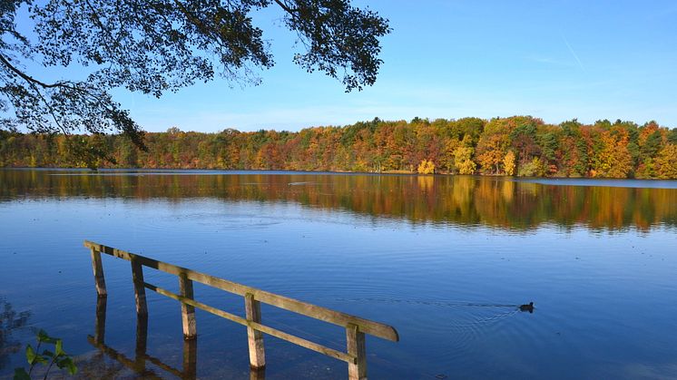 Wandern und dabei herrliche Ausblicke auf das Wasser genießen kann man beispielsweise bei einer Wanderung um den Straussee im Herbst in Brandenburg. Foto: TMB-Fotoarchiv/Matthias Schäfer. 