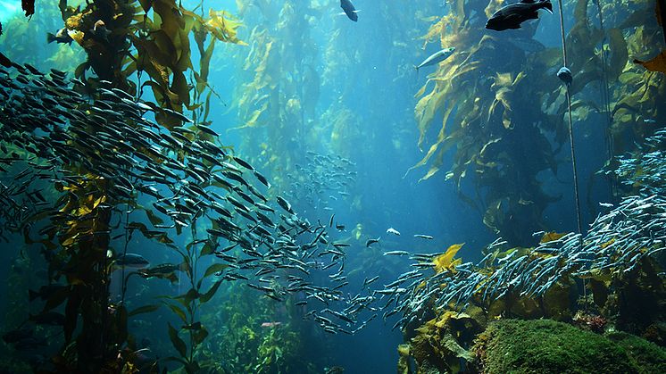 Tångskogarna av kelp längs Stillahavskusten är mycket äldre än vad man tidigare trott, visar en ny studie. Foto: Andrew b Stowe/Shutterstock.