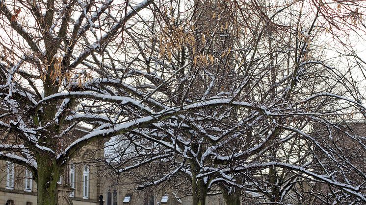 Deck the boughs with bells and holly