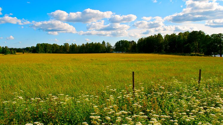 Upptäck Bergslagens vackra landskap och fina natur  i sommar