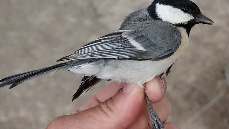 Talgoxe Parus major bokharensis, i Xinjiang, Kina. Foto: Per Alström