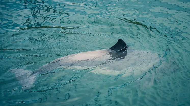 De finns bara cirka 500 individer kvar av Östersjötumlarna. Den bedömdes på rödlistan 2020 vara akut hotad. Foto: Susanne Viker/HaV