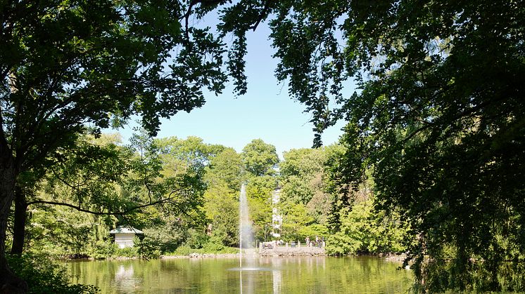 Stadsparkens damm töms och rensas