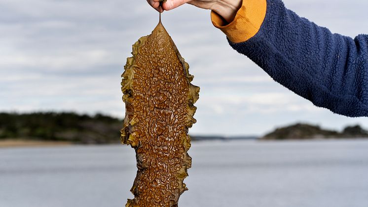 En mötesplats för framtidens mat från havet ska byggas i Frihamnen i Göteborg. Foto: Johan Wingborg.