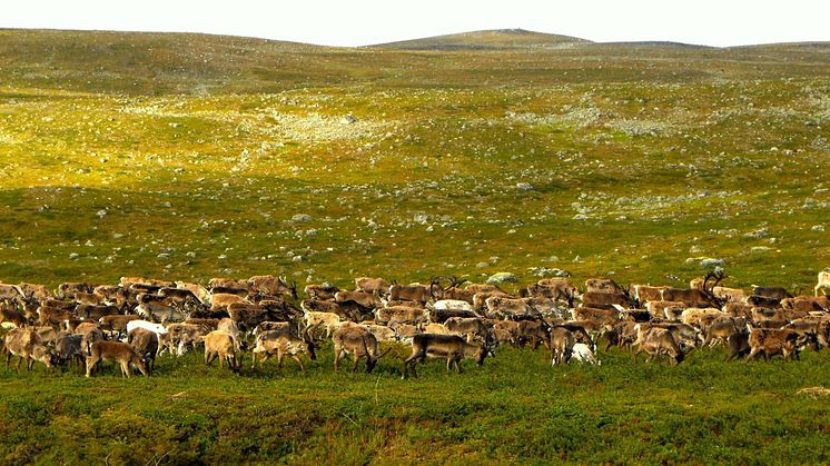 Reindeer and other grazing animals can reduce the effect of climate warming on tundra plant diversity.