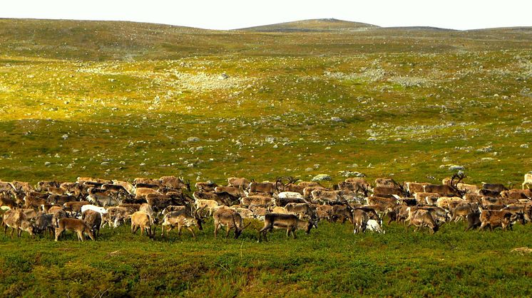 Reindeer and other grazing animals can reduce the effect of climate warming on tundra plant diversity.
