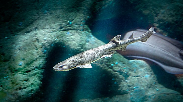 Hajar och rockor får stöd av Havets Hus och Världsnaturfonden WWF