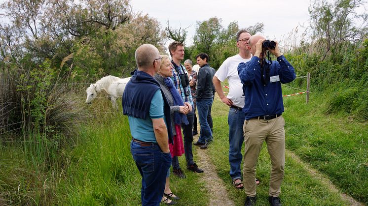 Gruppen spanar efter biätare i Tour du Valat, med camarguehästar i bakgrunden. Foto: Gunnar Gunnarsson