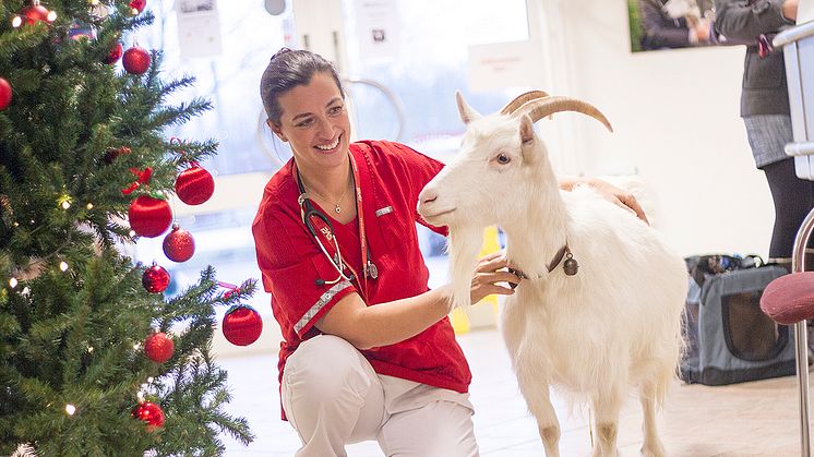 Veterinär Marie Jury - Väsby Djursjukhus