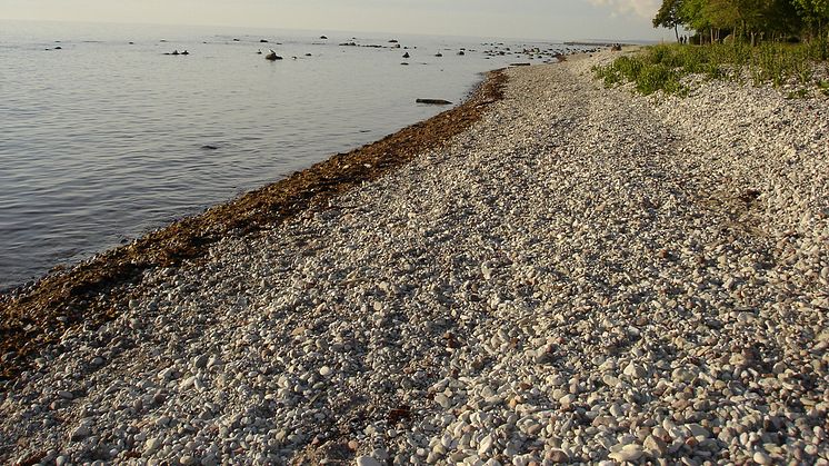 Sveriges kristna råd i Almedalen