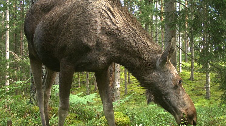 Älg som äter blåbärsris. Foto: Laura Juvany Canovas