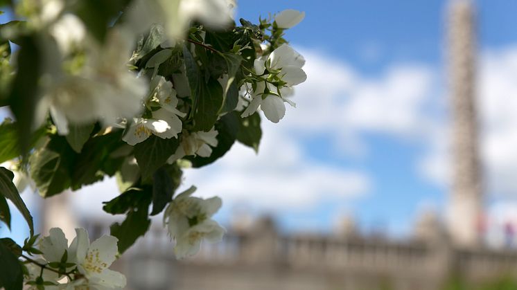 Lukt på blomstene på Bastionen