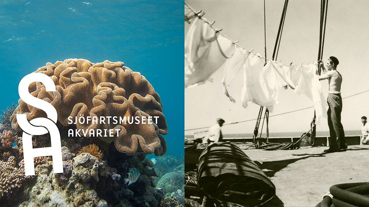 Smakprov på Sjöfartsmuseet Akvariets nya visuella identitet.