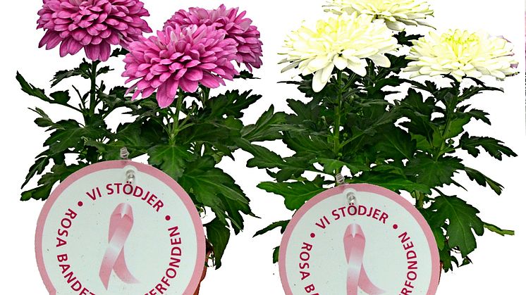 Dagens Rosa Produkt 7 oktober - en Storblommig Krysantemum från Mäster Grön