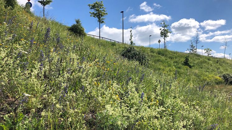 Blomrik vägsslänt i Silverdal i Sollentuna. 