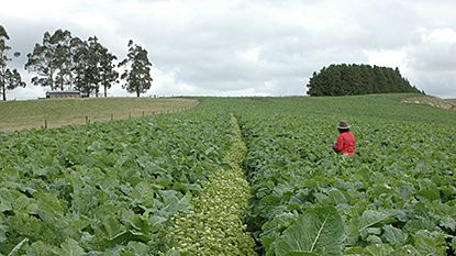 Flower strips most effective in moderately complex agricultural landscapes 