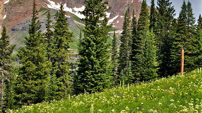 Trädgränsvegetation i Klippiga bergen i Colorado. Foto: Jordan Mayor