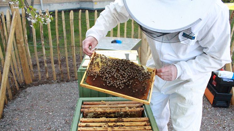 Varje bikupa är ett eget samhälle som rymmer 30—40 000 bin. Foto: SKB 