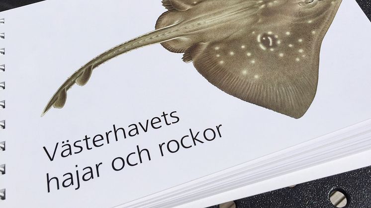 Ny guide för hajar och rockor i Västerhavet