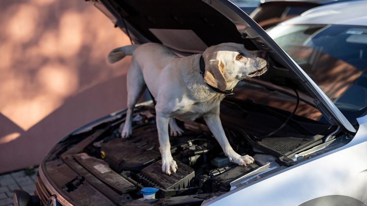 Årets narkotikasökhund Max vid fordonssök. Foto André de Loisted