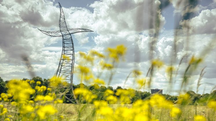 Der Zauberlehrling im Blütenmeer. CC BY-SA 4.0 Foto: Dennis Stratmann