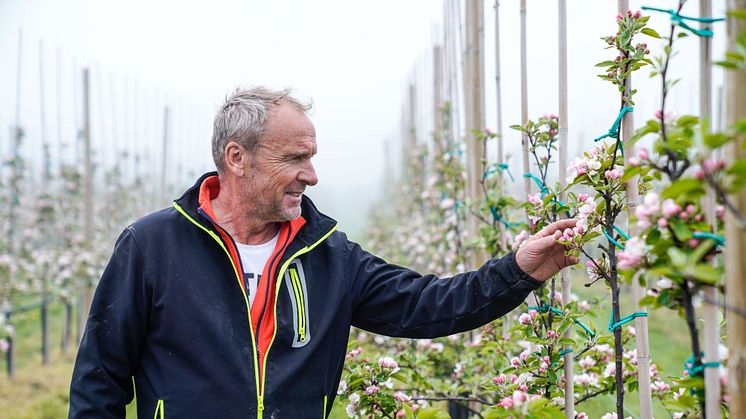 sydGrönt har alltid en grön tanke i allt vi gör. Här är vår odlare Tomas i sin blommande äppelodling. 