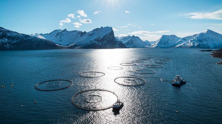 Strong growth for Norwegian seafood exports