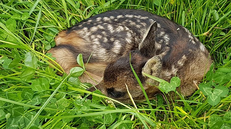 Drohnen-Kaskoversicherung ergänzt ab sofort die Jagd-Haftpflichtversicherung