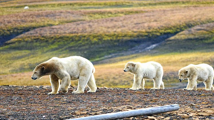 Complete-Spitsbergen-Expedition_Illustration-Photo_Edge-Island©Rigmor-Sand