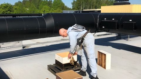 Det första bisamhället är nu etablerat på ÖBOs bovärdskontor i Brickebacken.