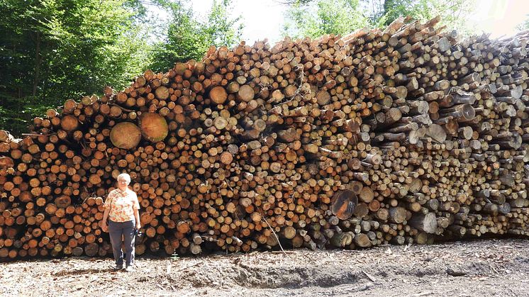 Store og gamle bøge og egetræer er også at finde i bunkerne til flisproduktion i statens del af Gribskov. Foto: Søren Wium Andersen