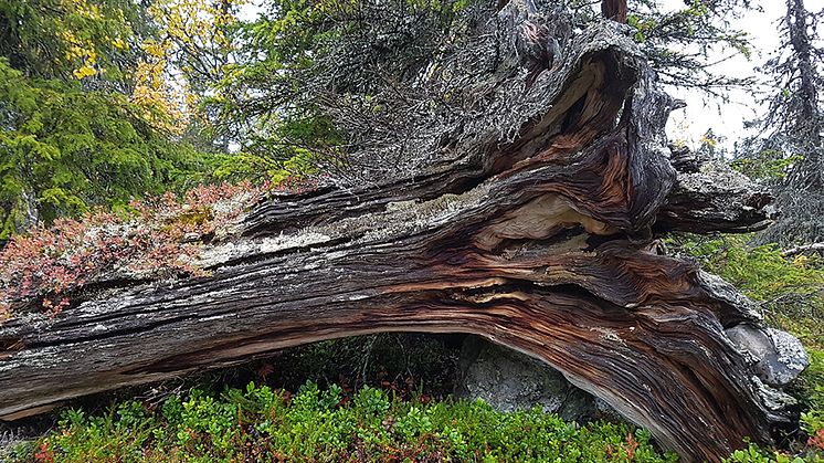 Död ved i nordlig boreal skog Foto: Joakim Hjältén