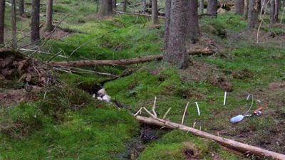 Bäckars återhämtning från försurning bromsas i strandkanten