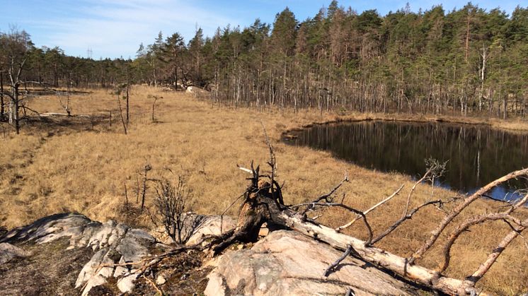 Eklidens naturreservat, i Ale kommun, växer med 40 hektar. Foto: Länsstyrelsen i Västra Götaland