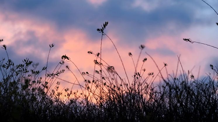 äng med himmel bakom i solnedgång