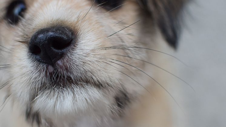 Om hunden blir sjuk - vad ska du tänka på?