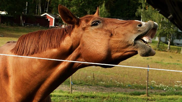 Nyhet! Nu finns försäkringen som hjälper till när hunden, hästen eller katten får tandproblem.