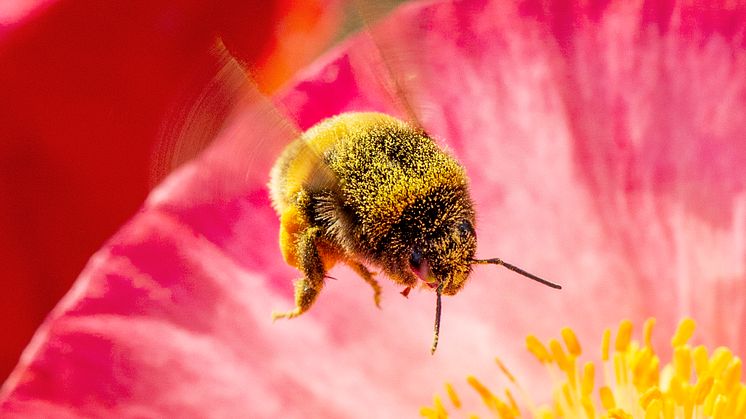 Utställningen SURR landar i Skellefteå Stadspark under Pollineringsveckan 14–22 maj.