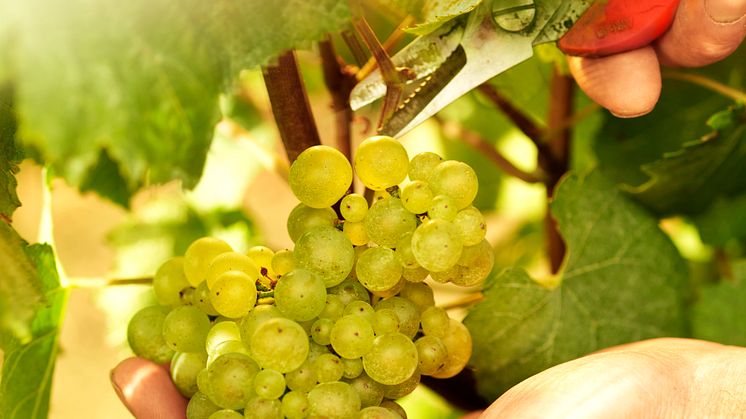 Piper Heidsieck Rare - Chardonnay grapes
