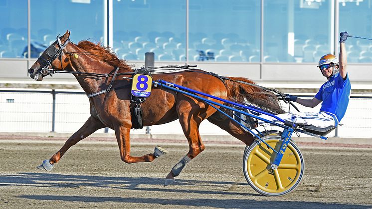 Moni Viking klar för Elitloppet 2021. Foto: TR Bild