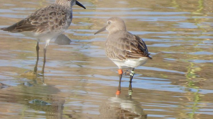 Sydlig kärrsnäppa (Calidris alpina schinzii), Mintgrön M, i La Charca de Maspalomas på Gran Canaria.  Foto: Miguel Angel Hernandez