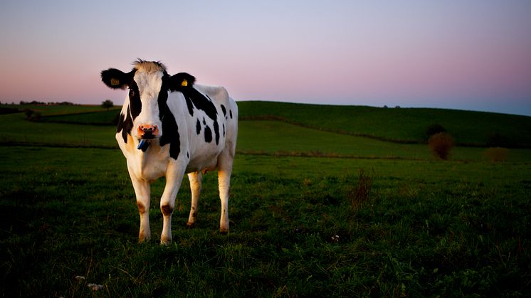 Skånemejerier visar vägen med ansvarsfullt producerad soja