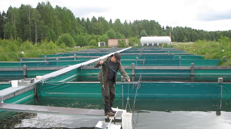 Per Hedström har utfört sina experiment i bassänger med olika vattentemeperatur på försöksanläggningen i Röbäck, Umeå. Foto: Per Byström