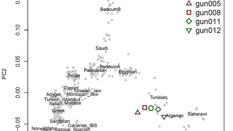 Guancherna på Kanarieöarna härstammar från Nordafrika enligt DNA-studie
