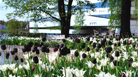 Umeå centrum i vackert möte med älven