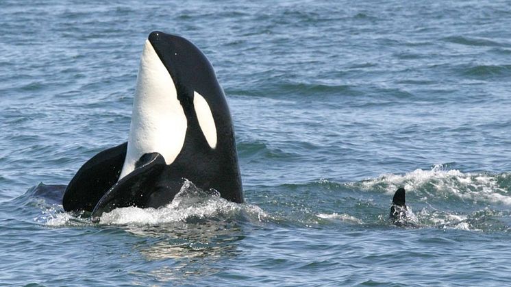 STØTTER SPEKKHOGGERE: Oceans Initiative jobber med å redde den utrydningstruede spekkhoggerbestanden i det nordlige Stillehavet. Nå får de støtte av Hurtigruten Foundation. Foto: Oceans Initiative