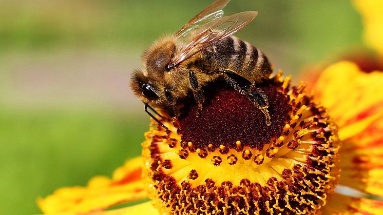 Blommor och bin. Foto: Mostphotos