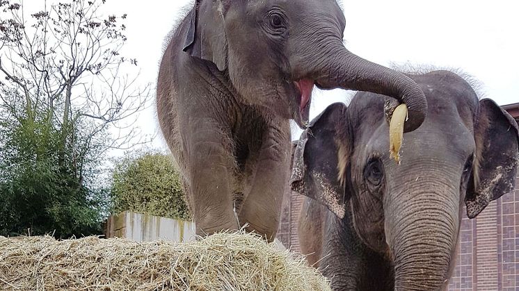 Zoo Leipzig Weihnachts-Leckerbissen für Elefantenjungtier Kiran - Foto: Zoo Leipzig