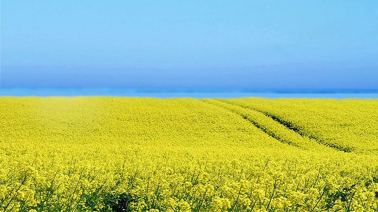 Gult och blått - en symbolisk bild för Ukraina. Foto: pixabay.com