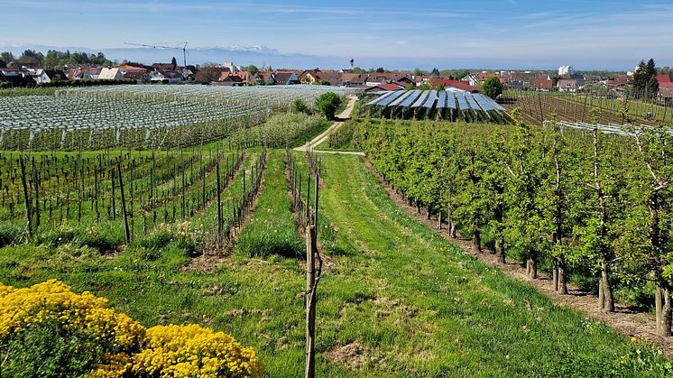 Eine innovative Agri-PV-Anlage in einer Kommune in Süddeutschland. Foto: Klaus Müller / ZALF